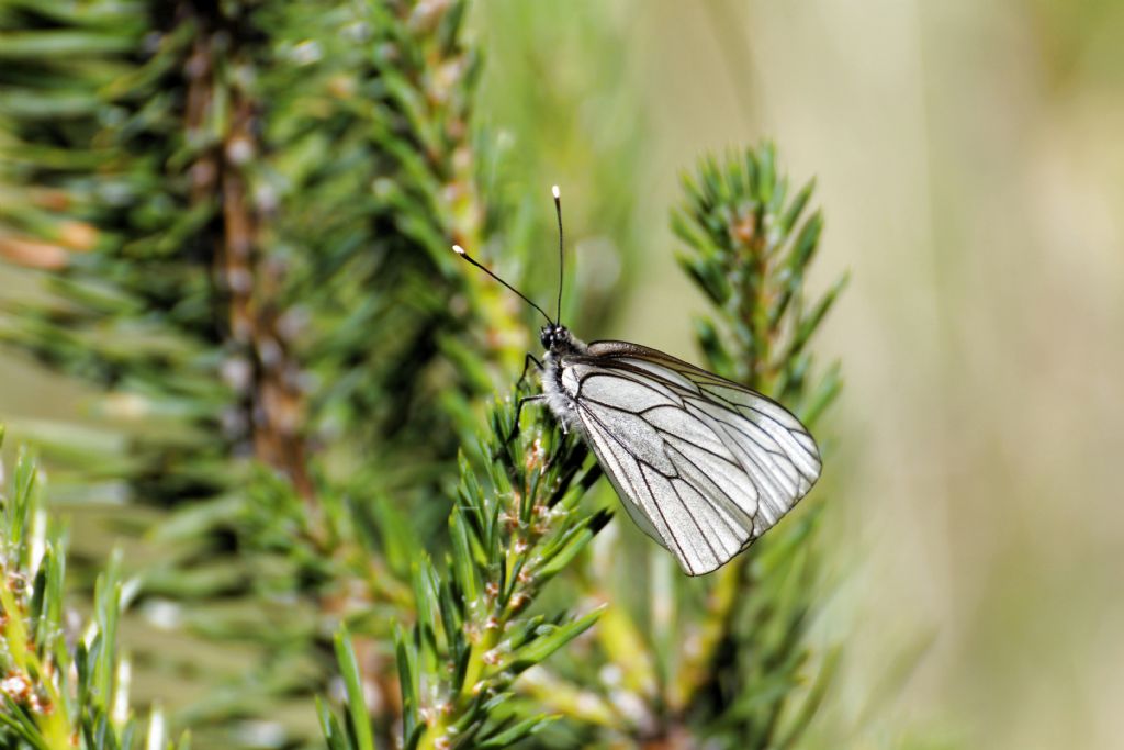 Aporia crataegi? S